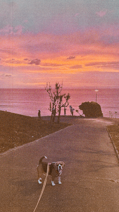 dog